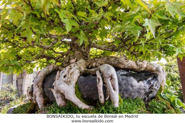 Arce buergerianum abrazado a una roca, del libro Bonsai: arte y naturaleza, editorial Oberon