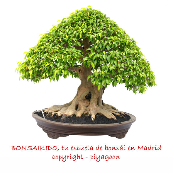 Bonsai ficus retusa (microcarpa l.)