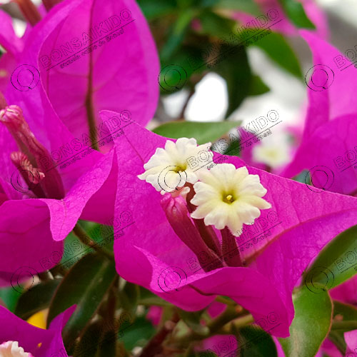 Flor rosa Buganvilla