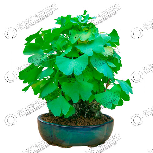 Bonsái de Ginkgo Biloba