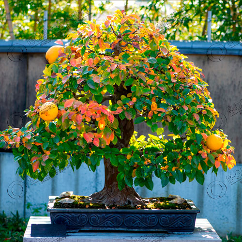 Bonsái membrillero japonés con frutos