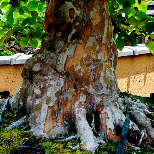 Nebari bonsái membrillero japonés