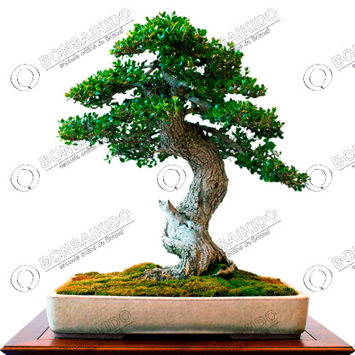 Olivo (olea europaea) bonsái