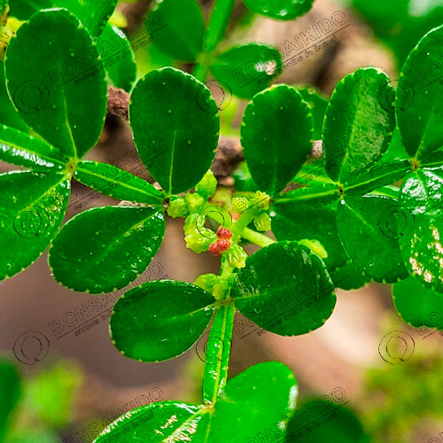 Hoja Bonsái pimentero japonés