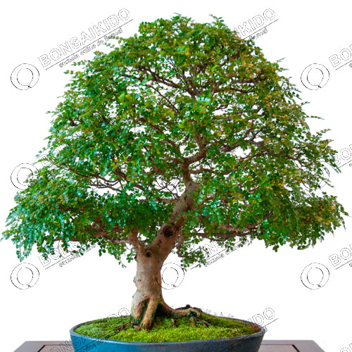 Bonsái pimentero japonés