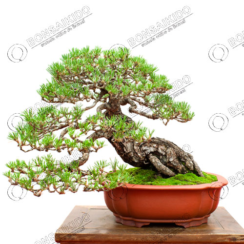 Bonsái Pino negro japonés