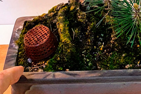 Abonado de bonsáis a domicilio