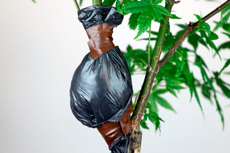 Acodo de bonsái a domicilio