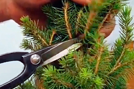 Poda y pinzado de bonsáis a domicilio