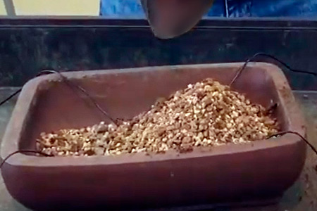 Trasplante de bonsáis a domicilio