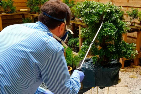 Tratamiento fitosanitario de bonsái a domicilio